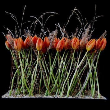 Orange Tulip