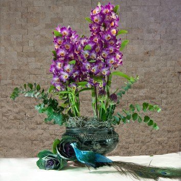 Dendrobium